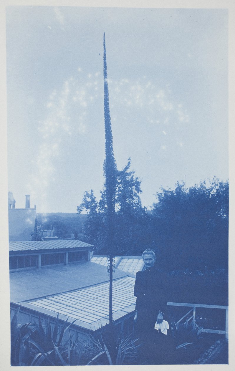 Untitled, late 19th–early 20th century by Frederick K. Coulson