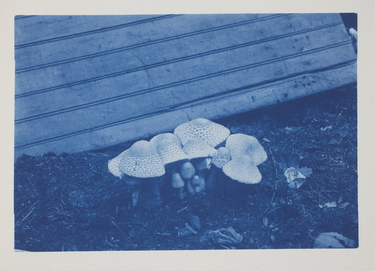 Untitled, late 19th–early 20th century by Frederick K. Coulson