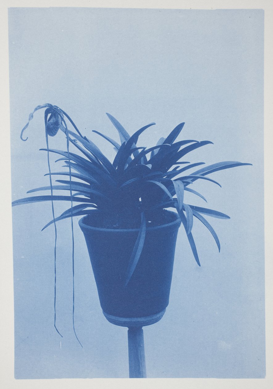 Untitled, late 19th–early 20th century by Frederick K. Coulson