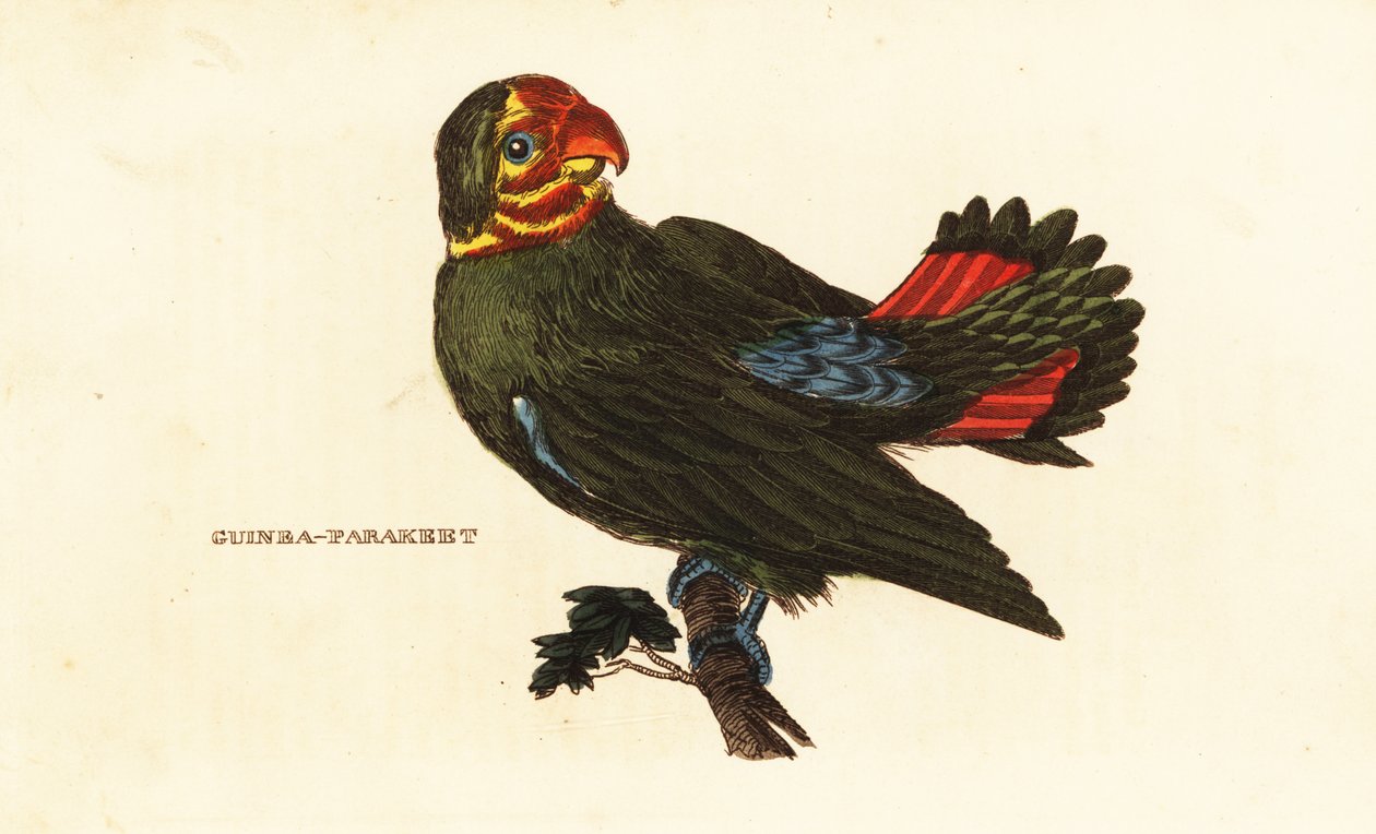 Red-headed lovebird, Agapornis pullarius by Frederick Polydor (after) Nodder