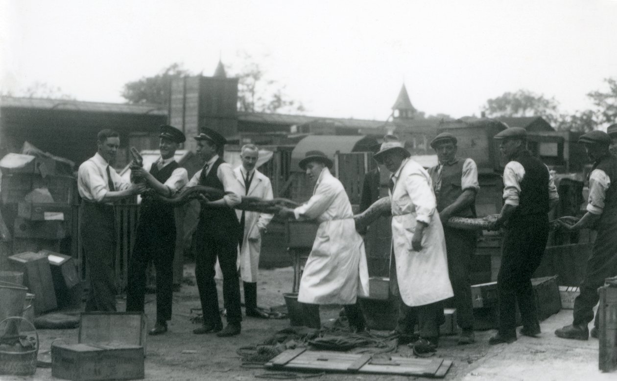 A 20 ft. long Python being carried by eleven members of the Zoological Society staff, London Zoo, June 1925 by Frederick William Bond