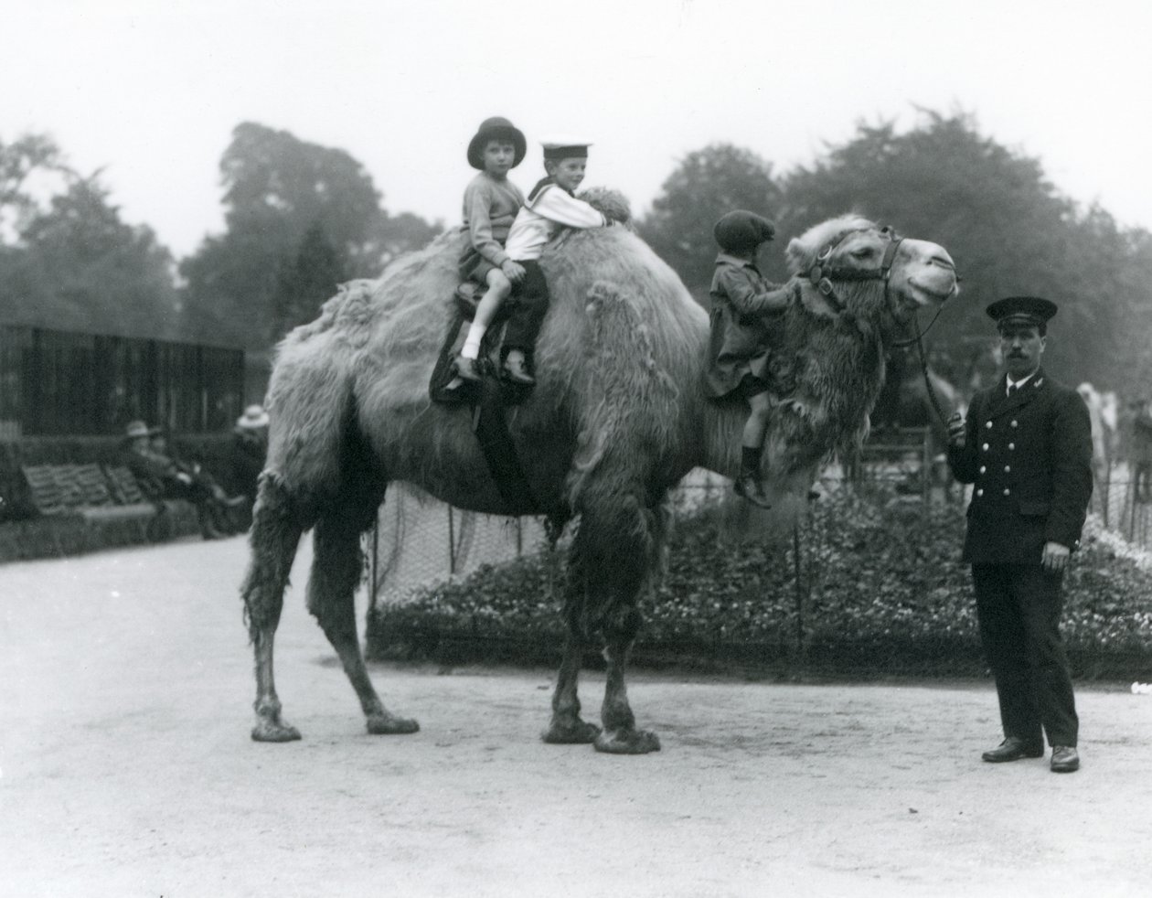 A Bactrian Camel ride with keeper Harry Warwick at London Zoo, June 1924 by Frederick William Bond