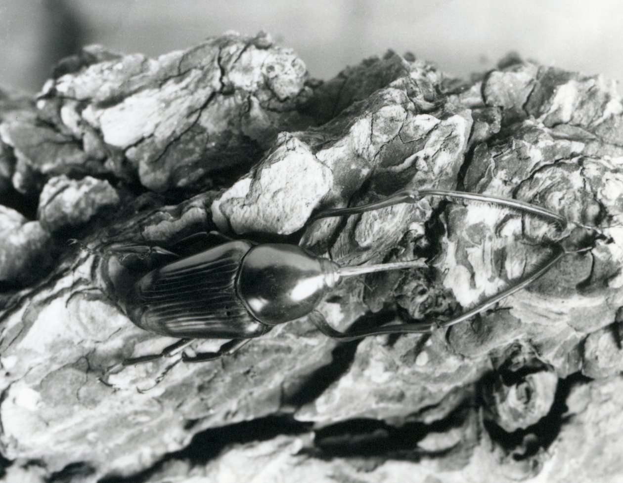 A Bamboo Weevil resting on a piece of bark, London Zoo, 1927 by Frederick William Bond