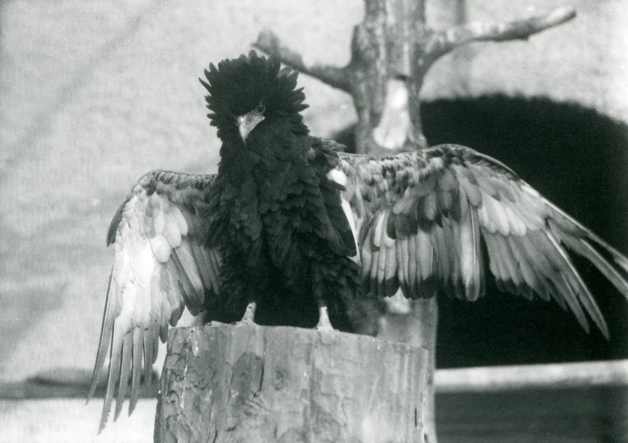 A Bateleur Eagle Stands on a Tree Stump and Spreads Its Wings, London Zoo, 1925 by Frederick William Bond