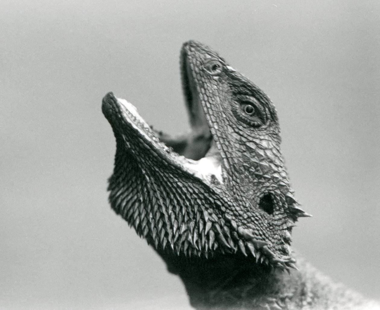 A Bearded Dragon looking upwards and gaping, London Zoo, August 1928 by Frederick William Bond