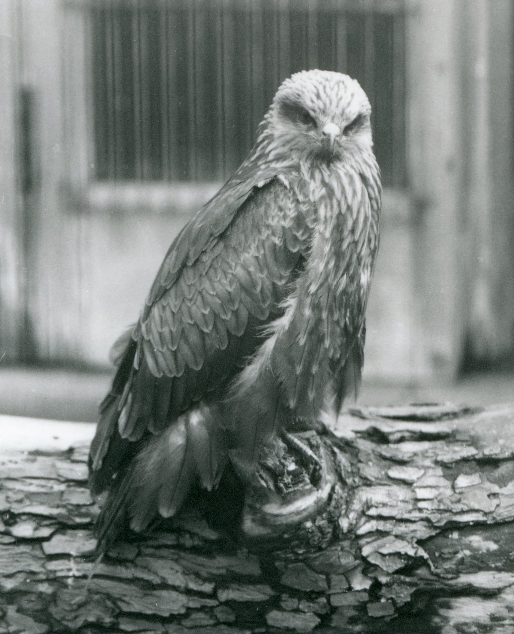 A Black Kite resting on a log, London Zoo, August 1926 by Frederick William Bond