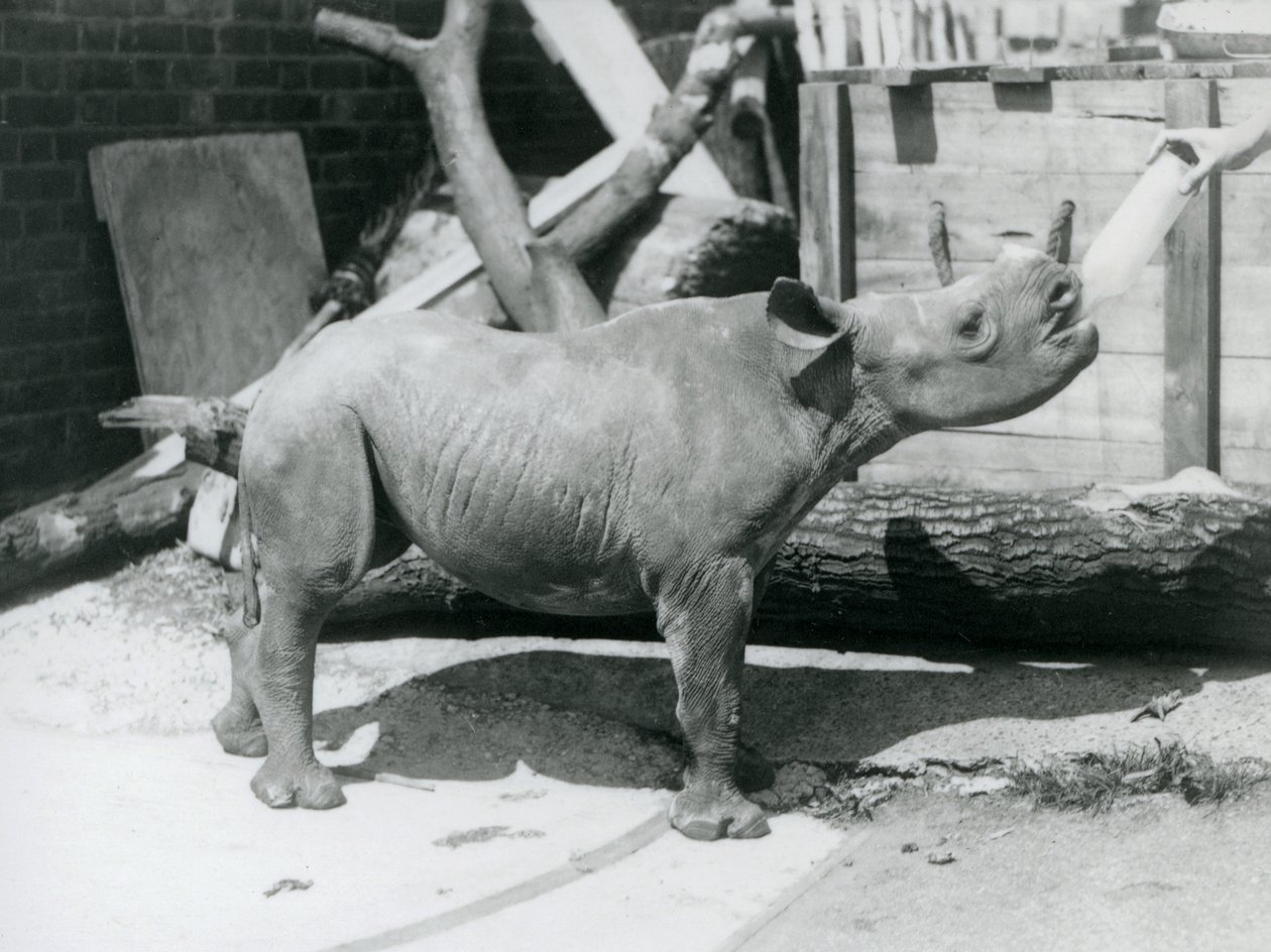 A Black Rhinoceros calf being bottle fed by its keeper, London Zoo, September 1928 by Frederick William Bond
