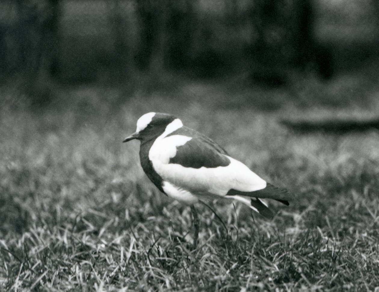 A Blacksmith Lapwing standing on grass at London Zoo, August 1927 by Frederick William Bond