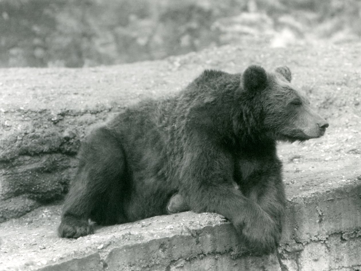 A Brown Bear resting on a ledge at London Zoo by Frederick William Bond