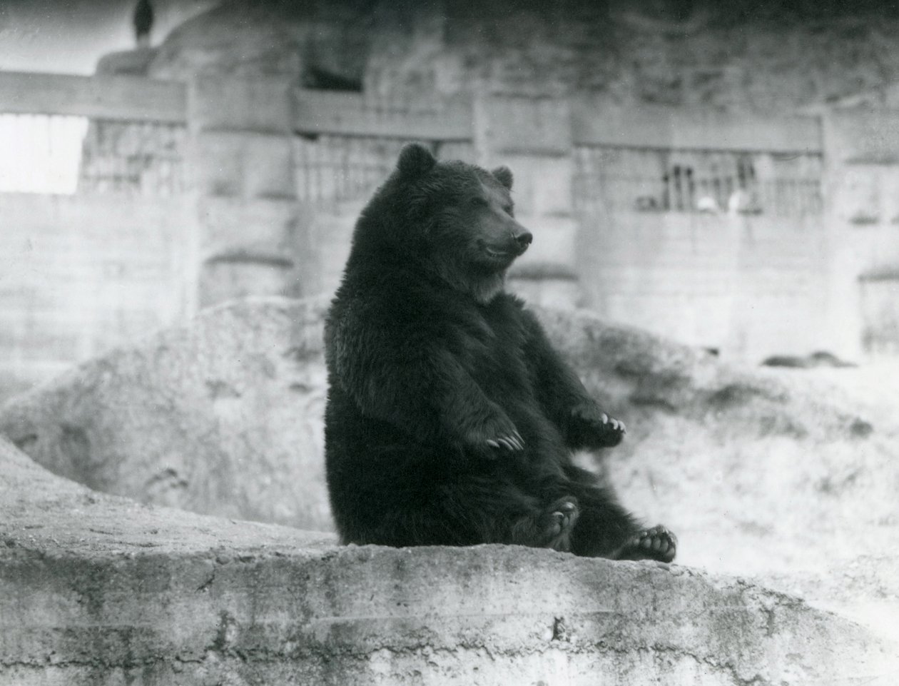 A Brown Bear Sitting Up in Its Enclosure at the Foot of the Mappin Terraces at London Zoo by Frederick William Bond