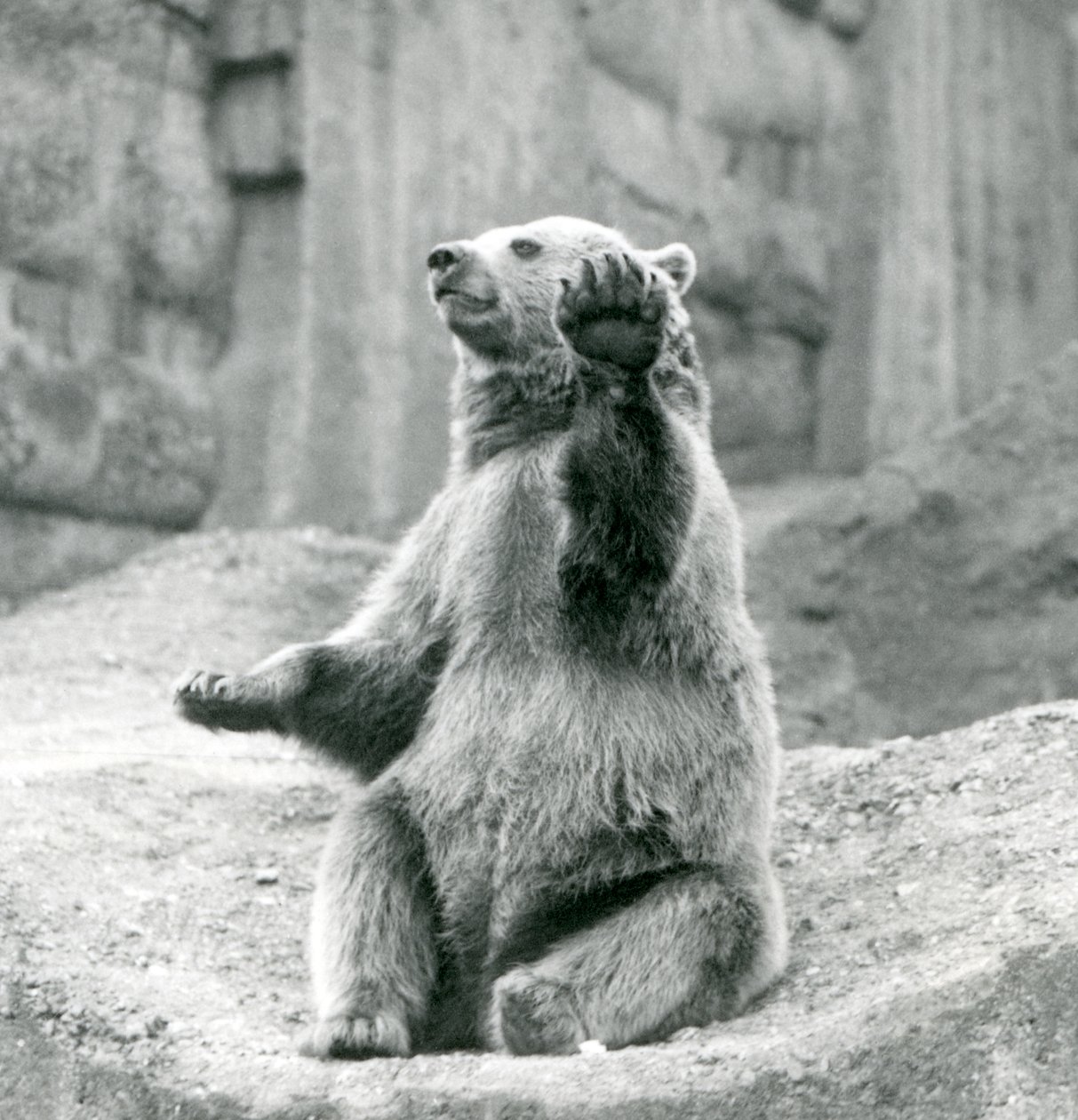 A Brown Bear Sitting Up on a Rocky Ledge, Waving One of Its Front Paws, London Zoo, September 1927 by Frederick William Bond
