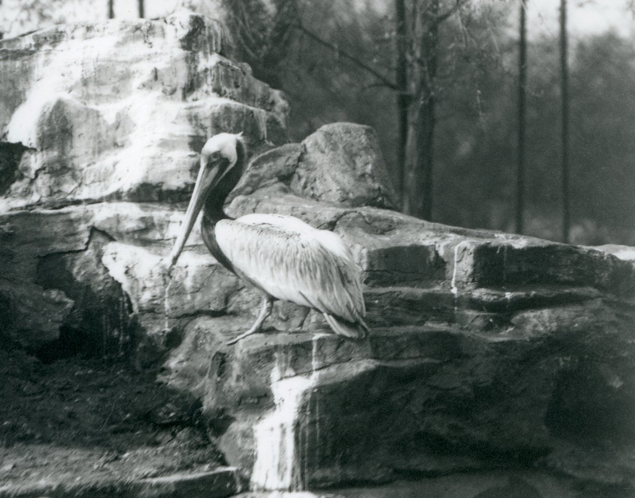 A Brown Pelican Standing on Rocks at London Zoo (June 1927) by Frederick William Bond