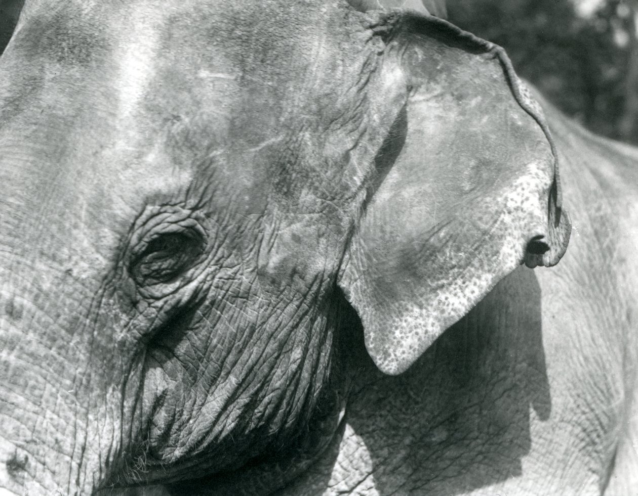 A Burmese Elephant, London Zoo, September 1926 by Frederick William Bond