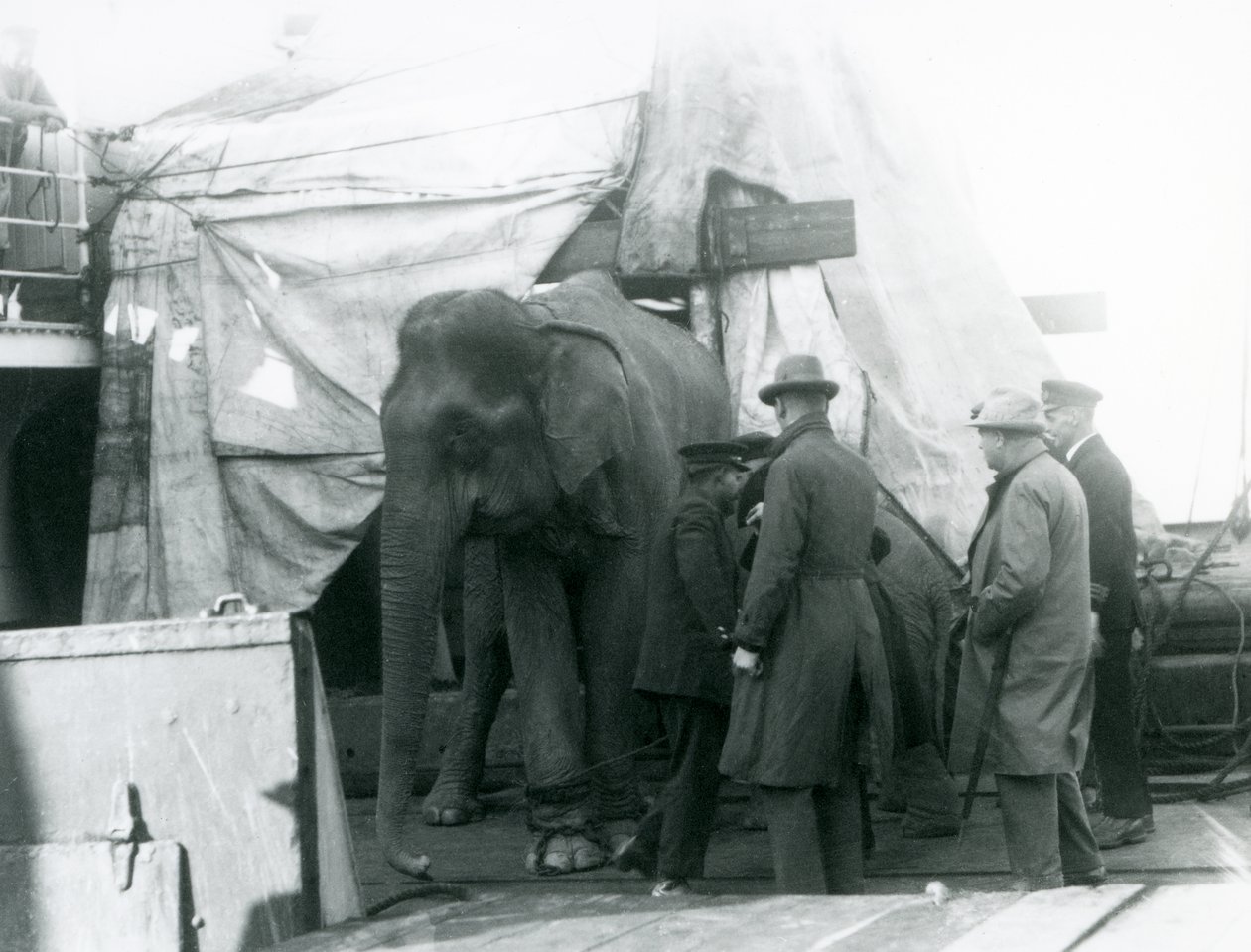 A Burmese Elephant Sheltered Partly Under a Tarpaulin on Deck, with a Trainer and Four Other Men, Travelling to London Zoo in 1927 by Frederick William Bond