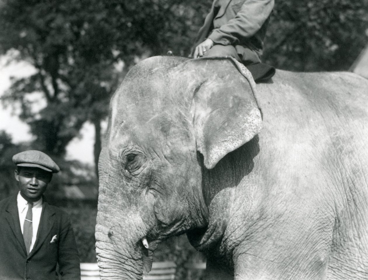 A Burmese Elephant with its trainer and another man, London Zoo, September 1926 by Frederick William Bond