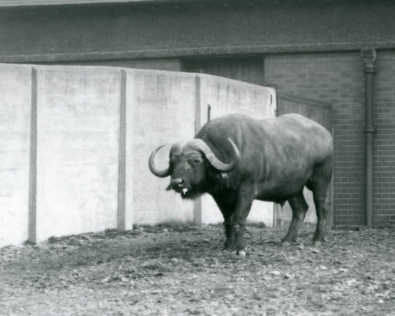 A Cape/African Buffalo bull standing on bare earth, next to the concrete wall of its enclosure at London Zoo in 1928 by Frederick William Bond