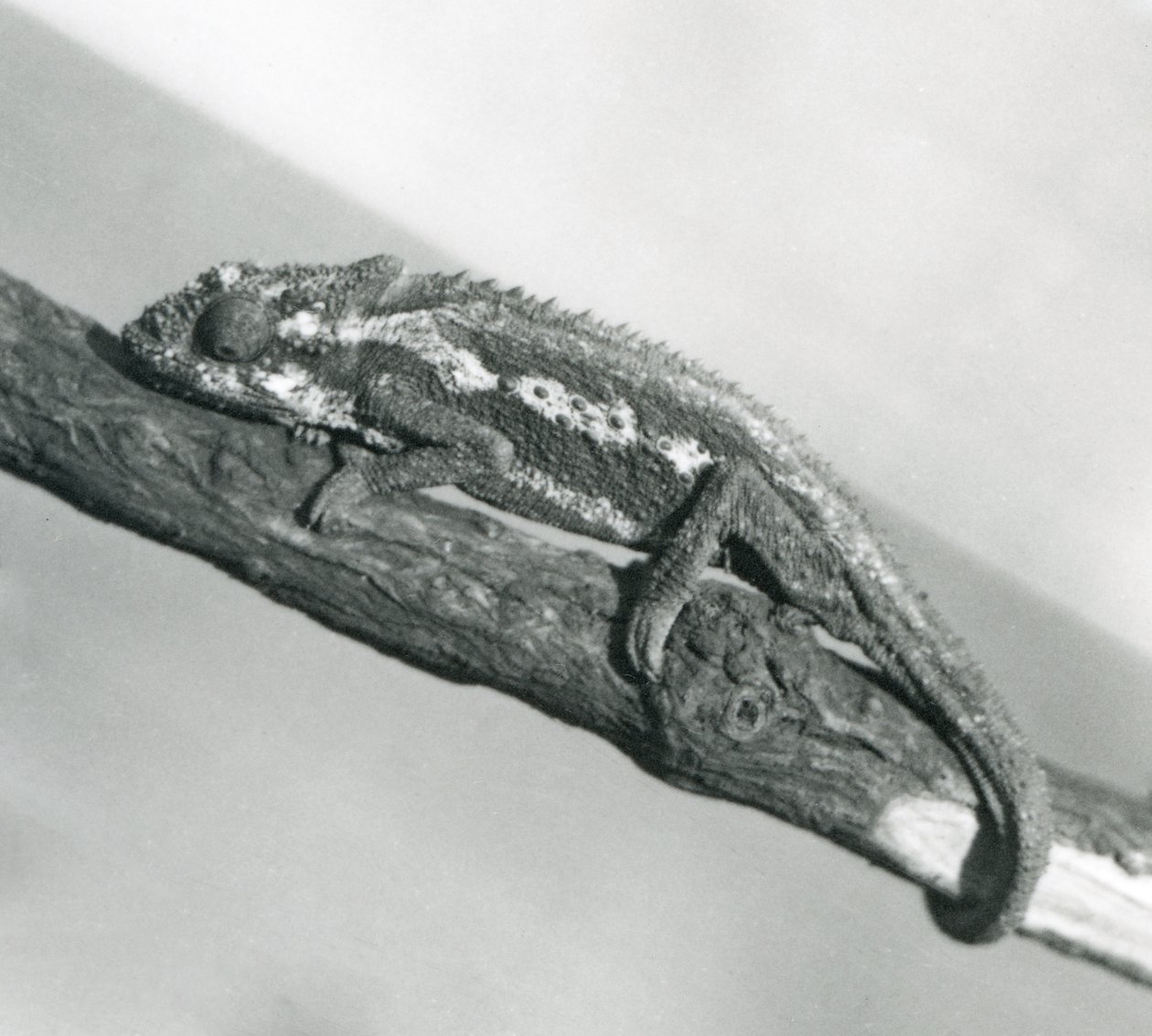 A Cape Dwarf Chameleon Holding on to a Branch, London Zoo (1927) by Frederick William Bond