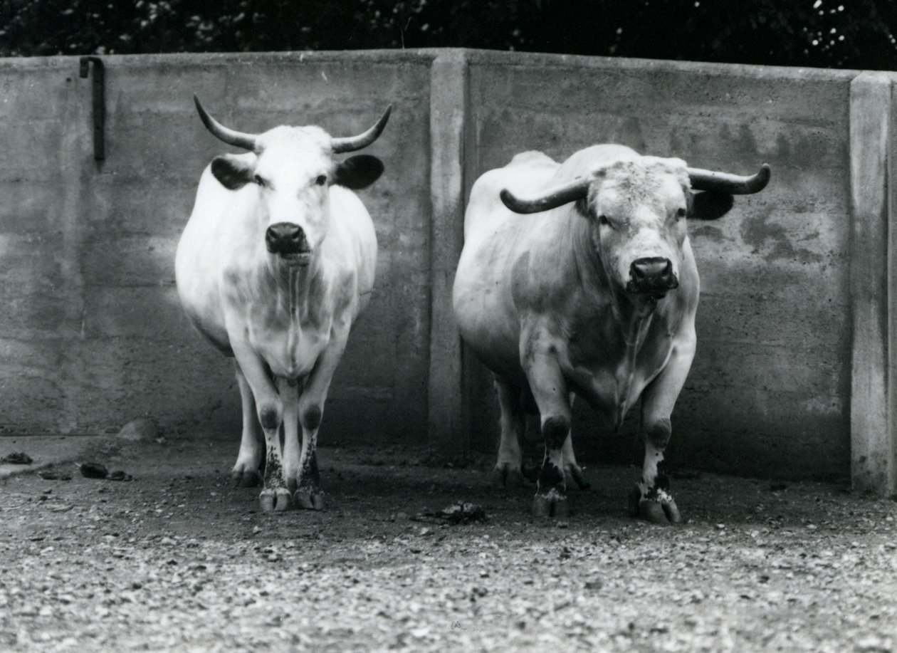 A Chartley Bull and Cow at London Zoo by Frederick William Bond