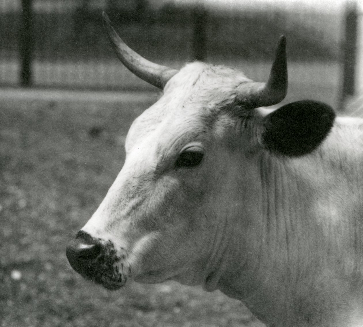 A Chartley Cow at London Zoo, July 1924 by Frederick William Bond