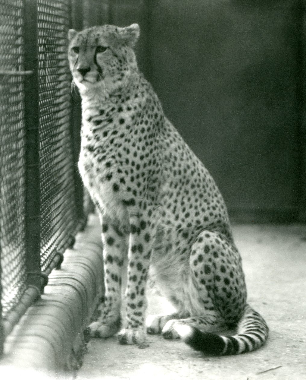 A Cheetah Sitting in Its Enclosure at London Zoo, October 1924 by Frederick William Bond