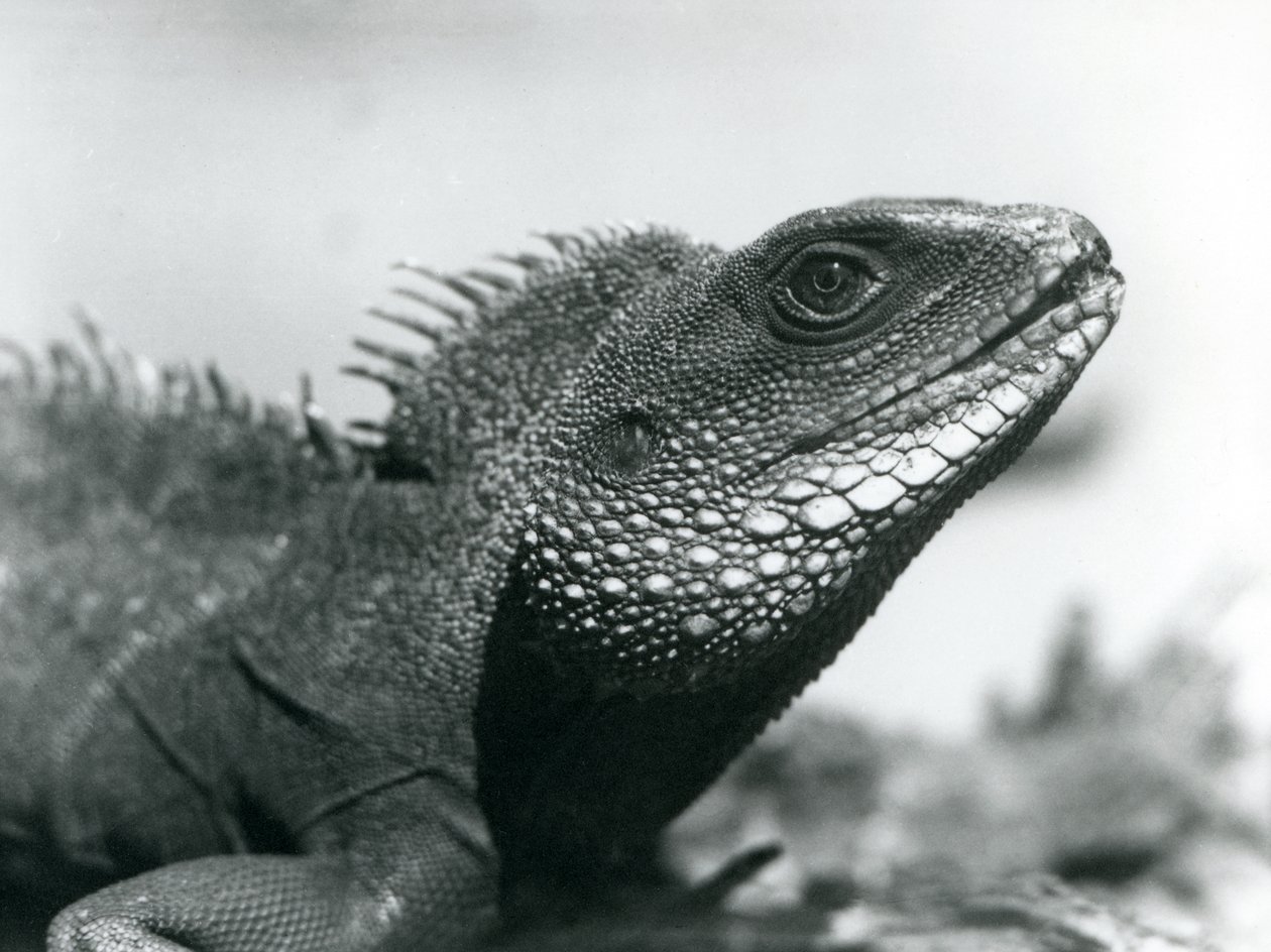 A Chinese/Asian/Thai/Green Water Dragon at London Zoo in August 1928 by Frederick William Bond