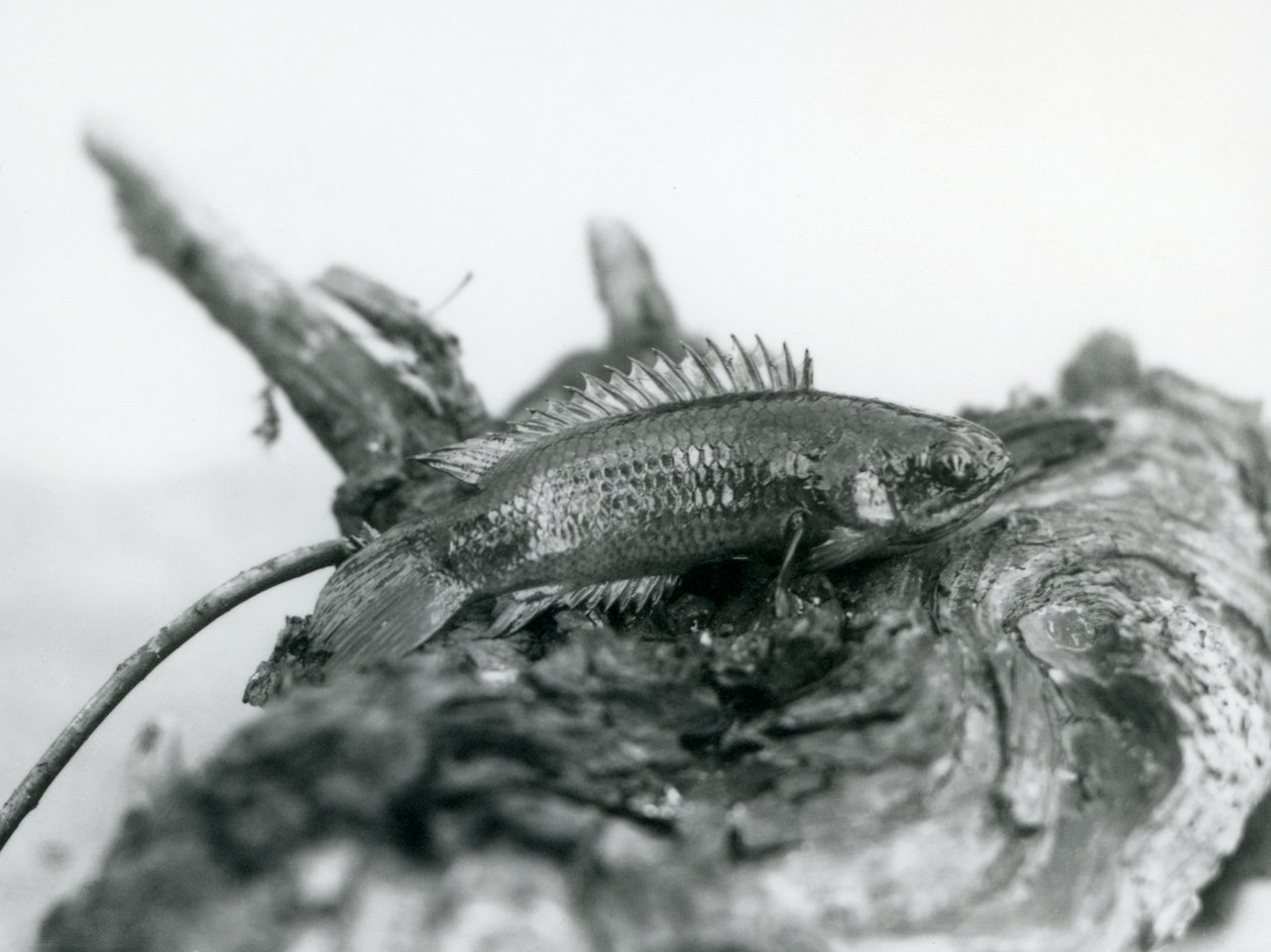 A Climbing Perch resting on a dead branch, out of water at London Zoo in September 1928 by Frederick William Bond