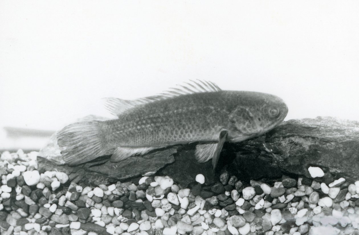 A Climbing Perch resting on rocks and gravel at the bottom of its tank, in water at London Zoo in September 1928 by Frederick William Bond