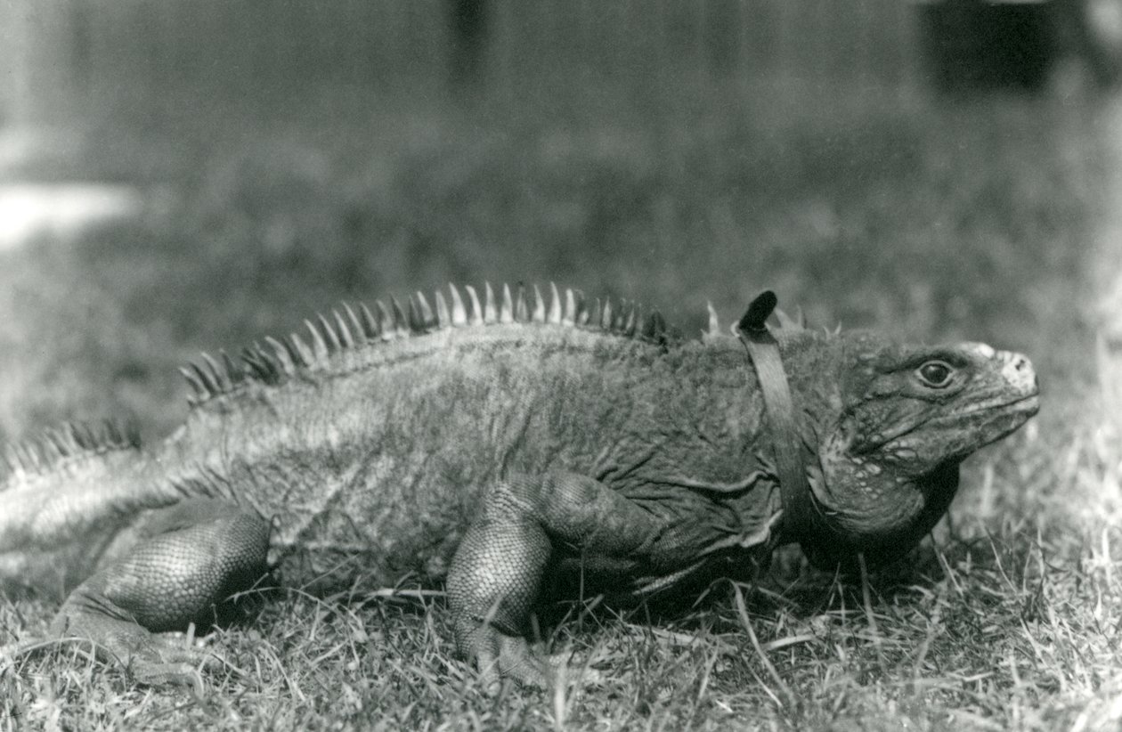 A Clouded Rock Iguana, wearing a collar, walking on a lawn at London Zoo, July 1924 by Frederick William Bond