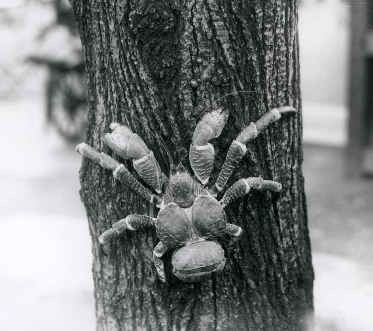 A Coconut Crab climbing a tree, London Zoo, 1927 by Frederick William Bond