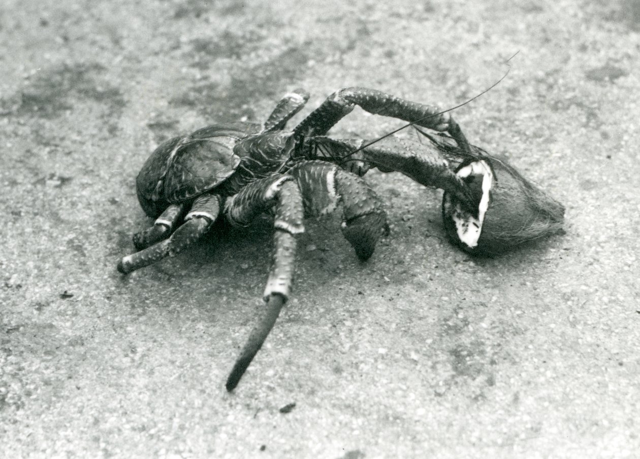 A Coconut Crab Feeding on Coconut, London Zoo, July 1927 by Frederick William Bond