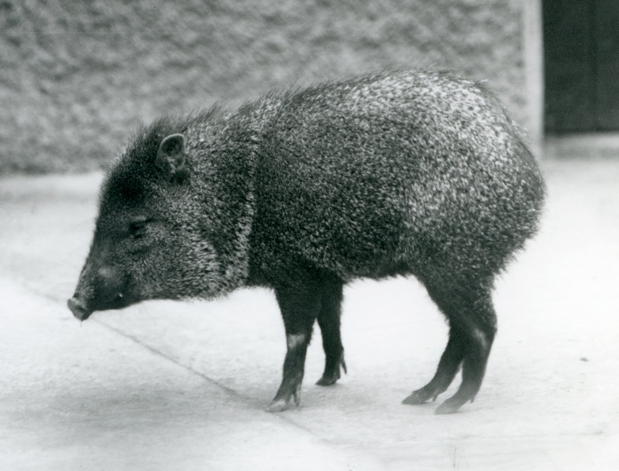 A Collared Peccary at London Zoo by Frederick William Bond