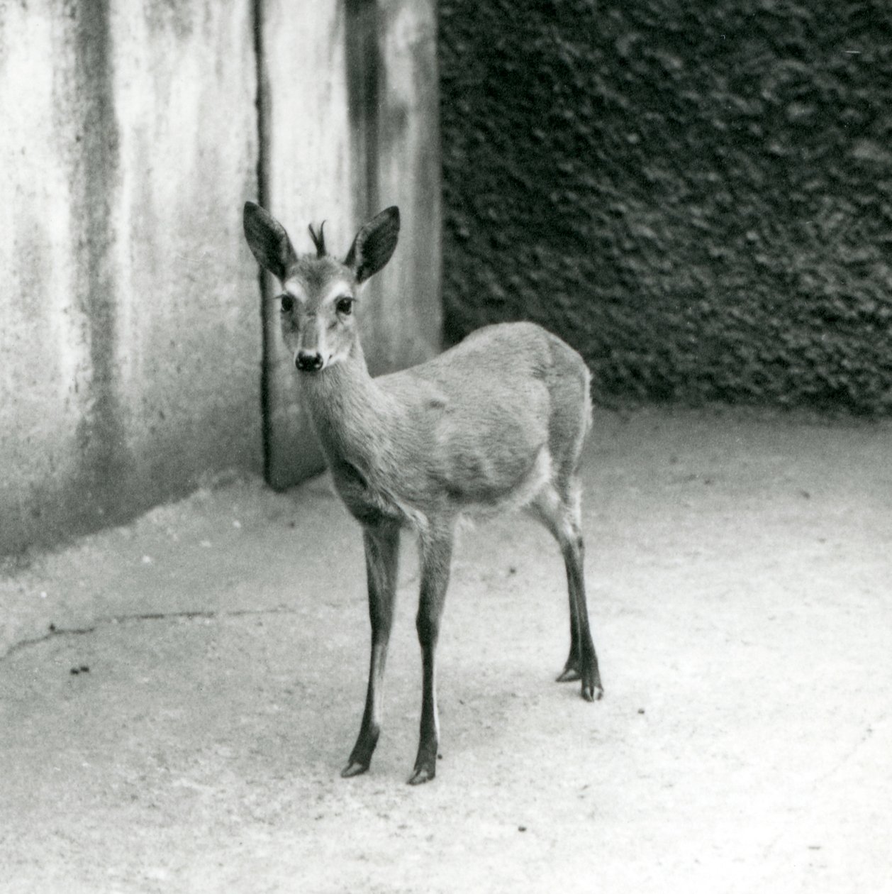 A Crowned Sahel West African Bush Duiker at London Zoo in August 1927 by Frederick William Bond
