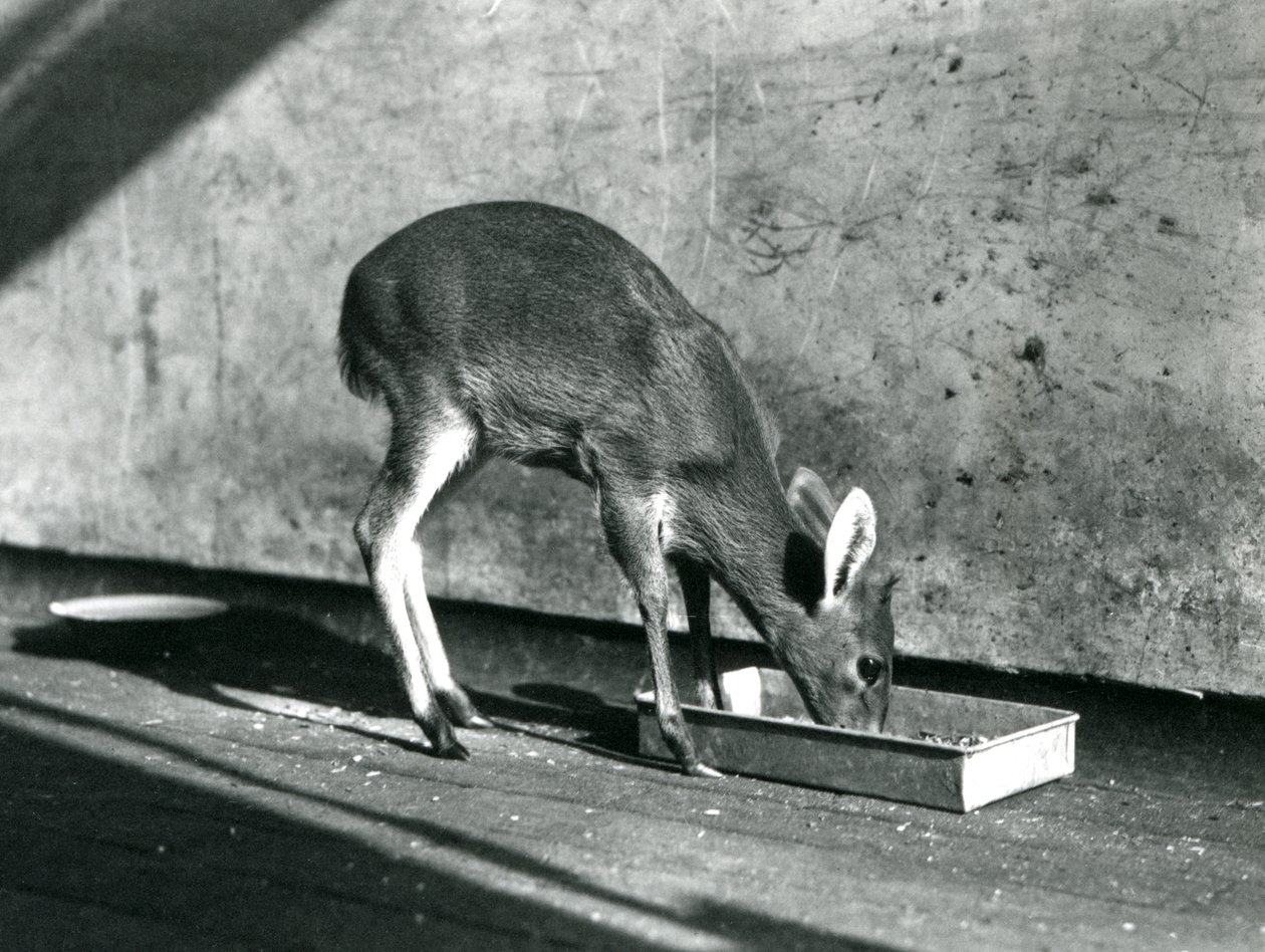 A Duiker feeding from a tray on the ground, London Zoo, July 1925 by Frederick William Bond