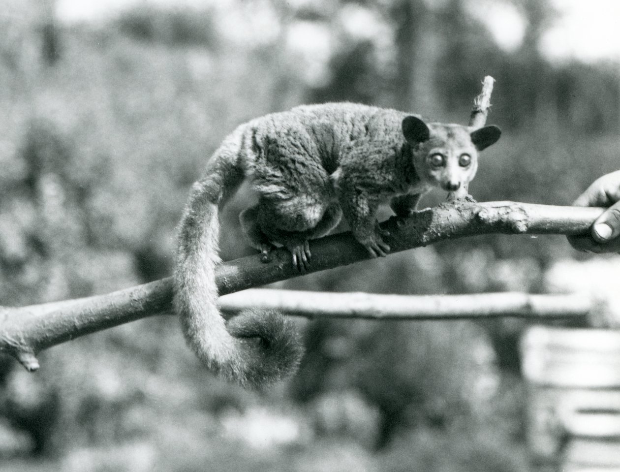 A Galago Walking Along a Branch Held by a Keeper, London Zoo by Frederick William Bond