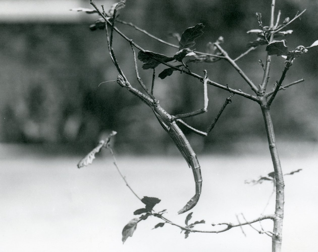 A Giant Stick Insect Camouflaged on a Twig at London Zoo in 1923 by Frederick William Bond