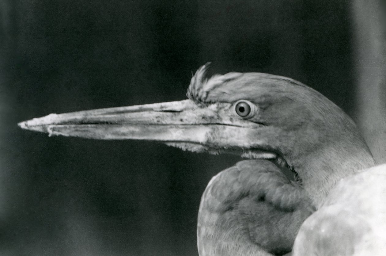A Goliath Heron at London Zoo in 1924 by Frederick William Bond