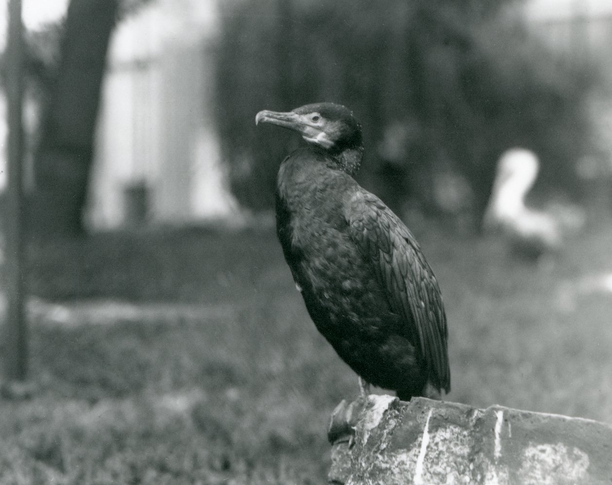 A Great Cormorant at London Zoo by Frederick William Bond