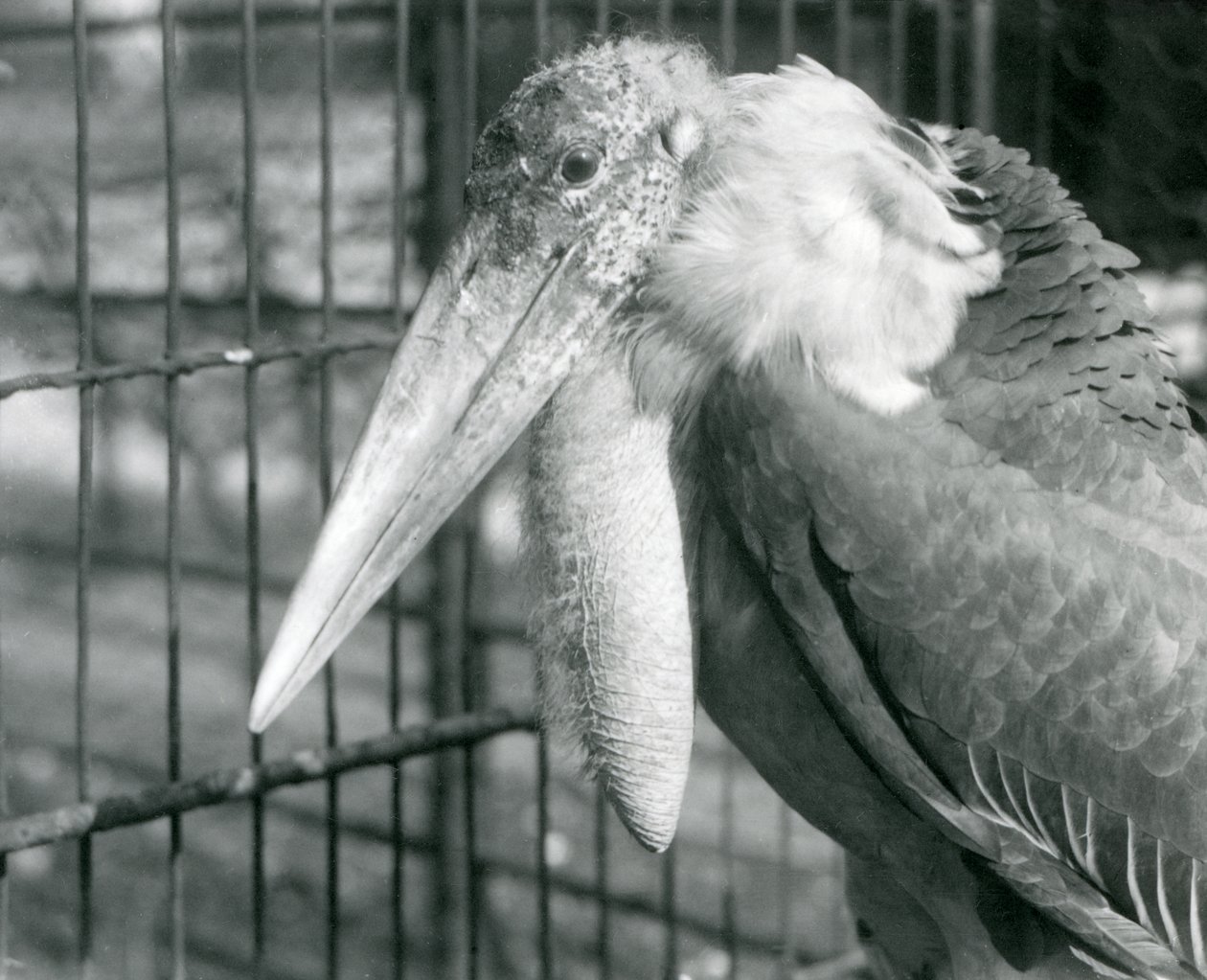 A Greater Adjutant Stork at London Zoo in July 1925 by Frederick William Bond