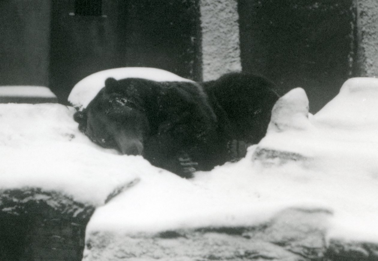 A Grizzly Bear Asleep in the Snow, London Zoo, 1924 by Frederick William Bond