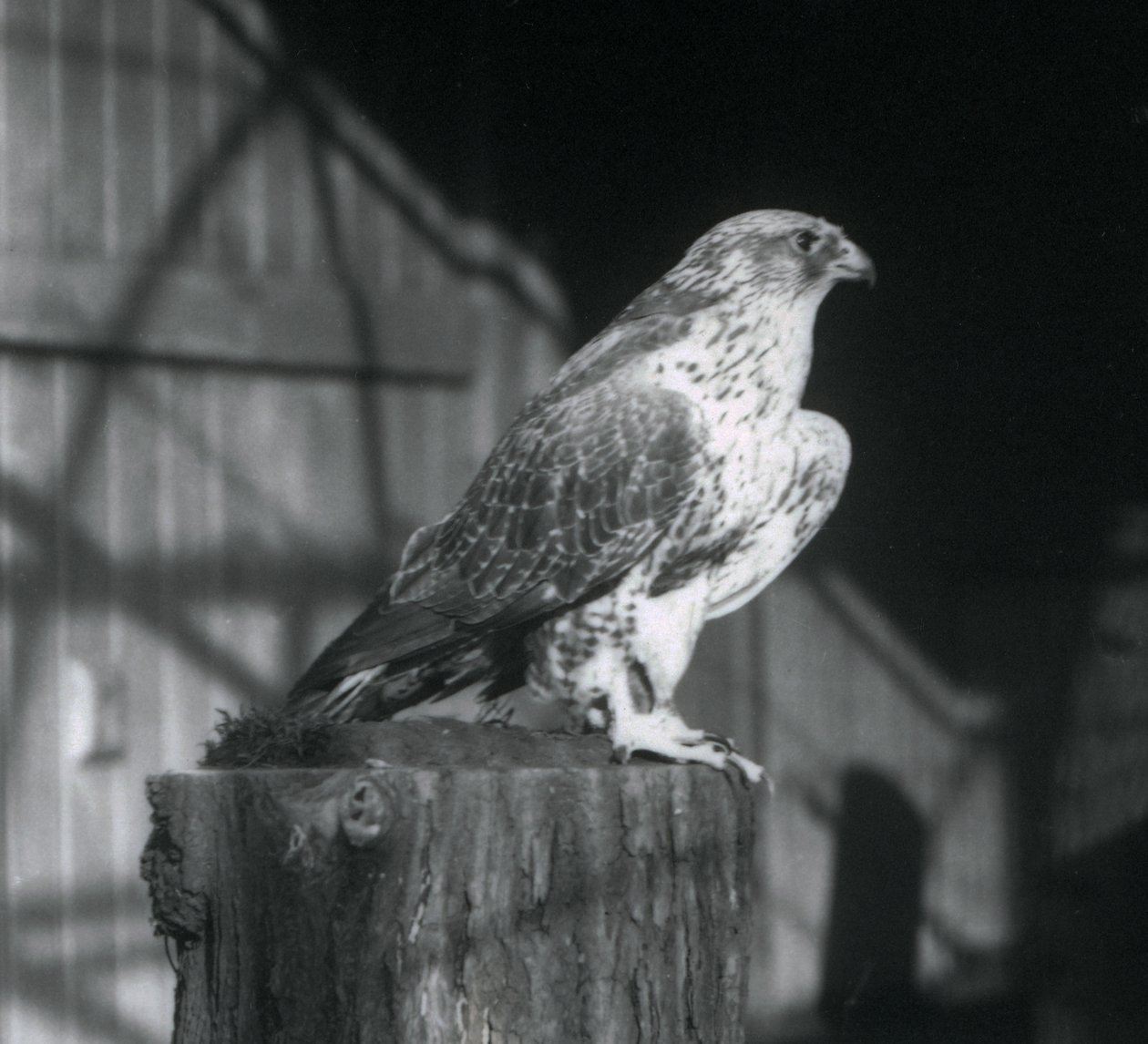 A Gyrfalcon resting on a log, London Zoo, December 1925 by Frederick William Bond