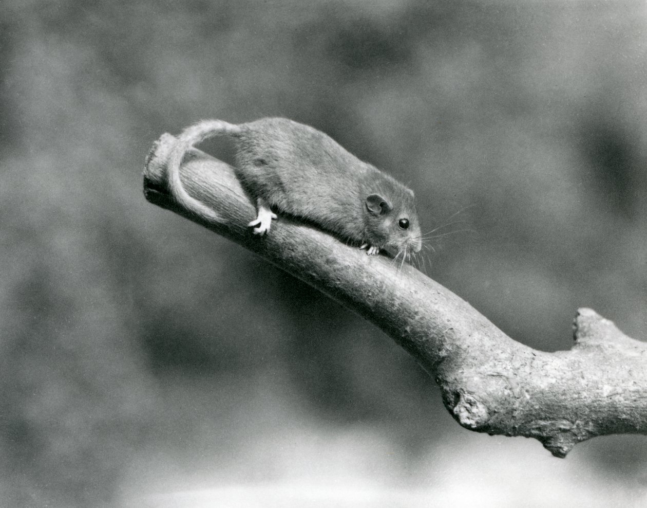 A Hazel Dormouse on a branch, London Zoo by Frederick William Bond