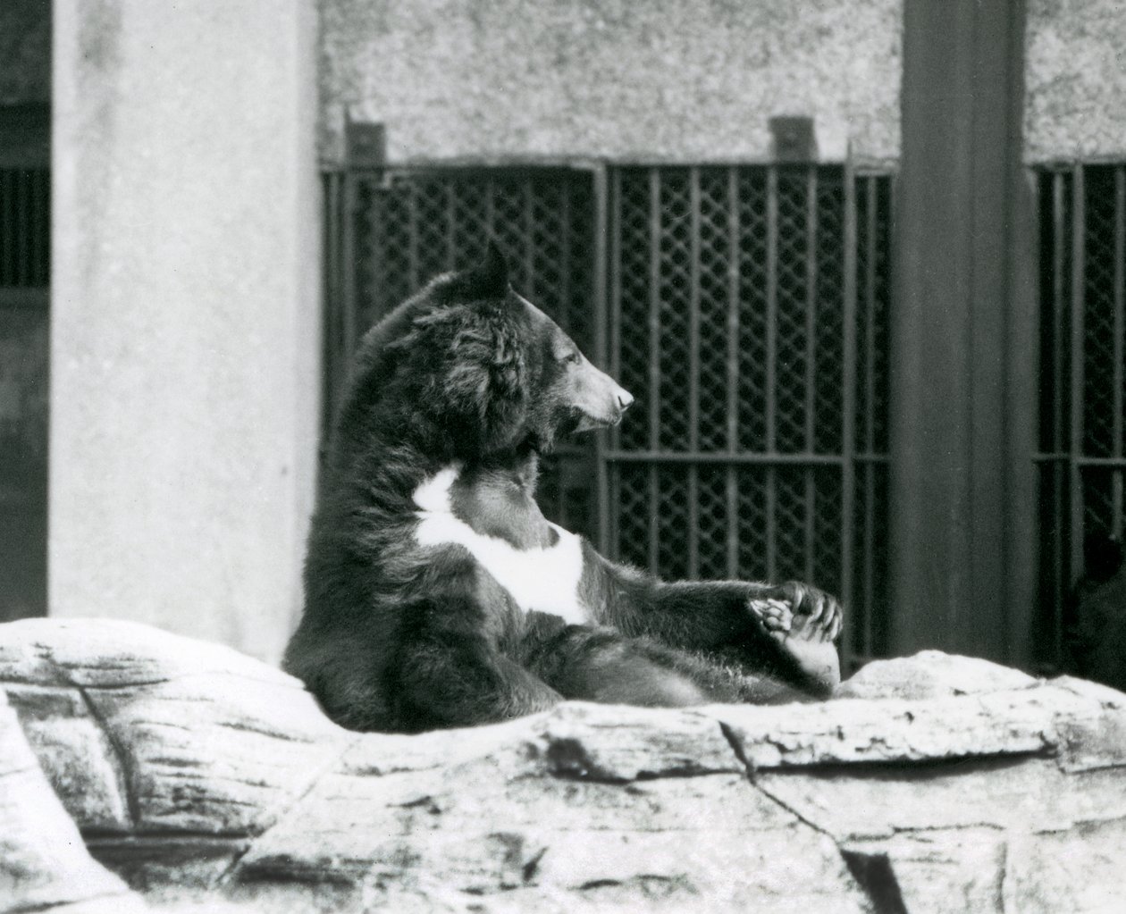 A Himalayan Black Bear Sitting Back on Rocks, Holding Its Toes, London Zoo by Frederick William Bond