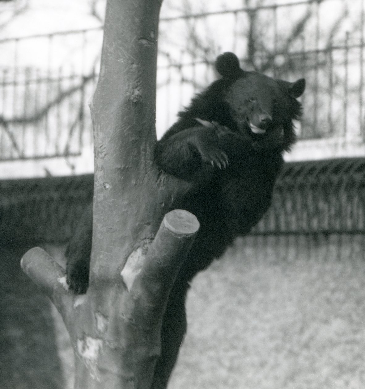 A Himalayan Brown Bear Isabelline Bear Dzu-Teh in a Tree at London Zoo in 1925 by Frederick William Bond