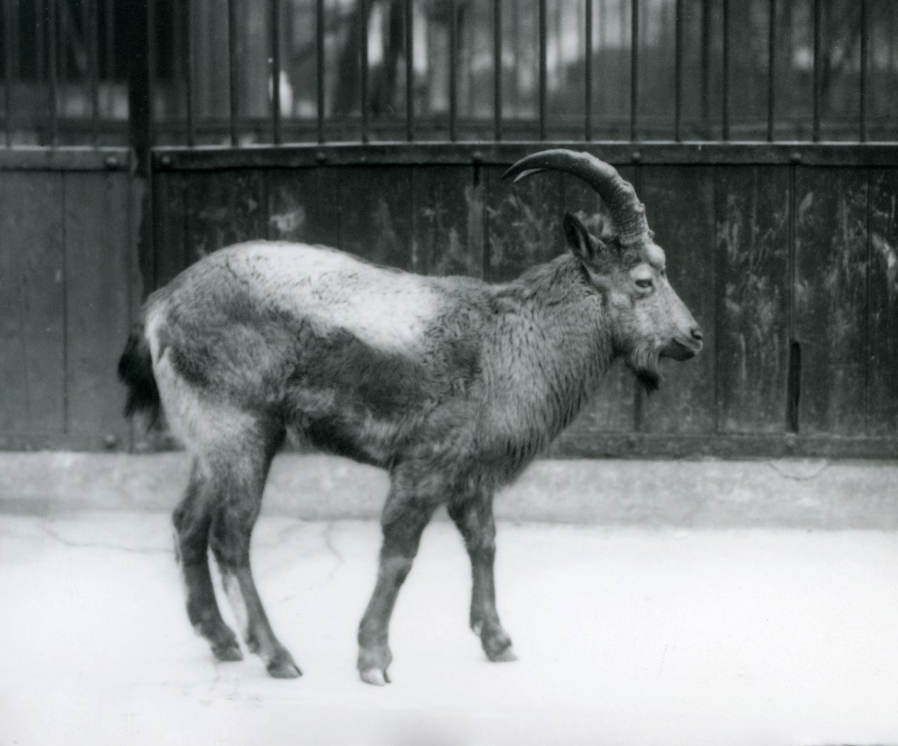 A Himalayan Ibex standing at London Zoo by Frederick William Bond
