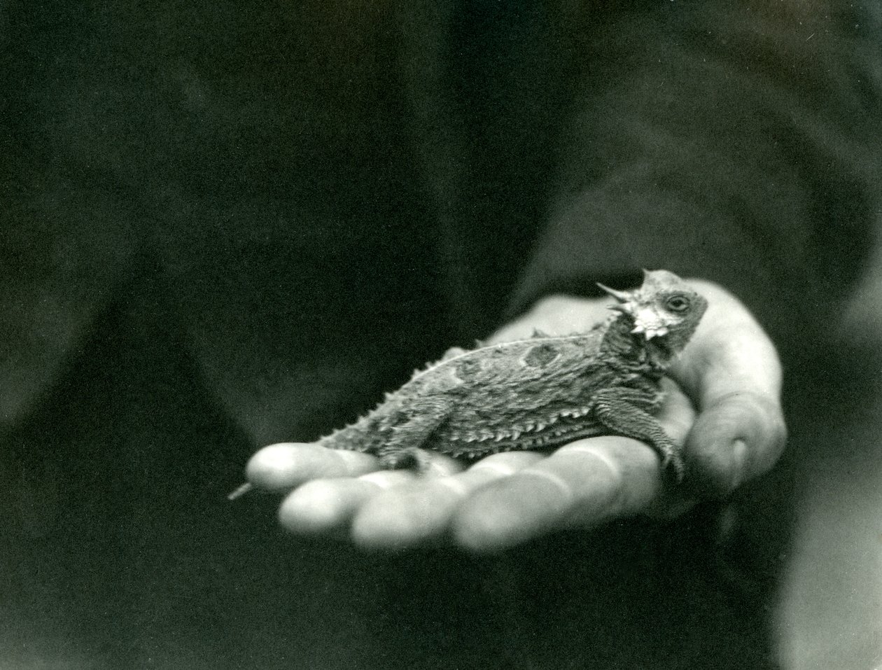 A Horned Lizard rests in its keeper