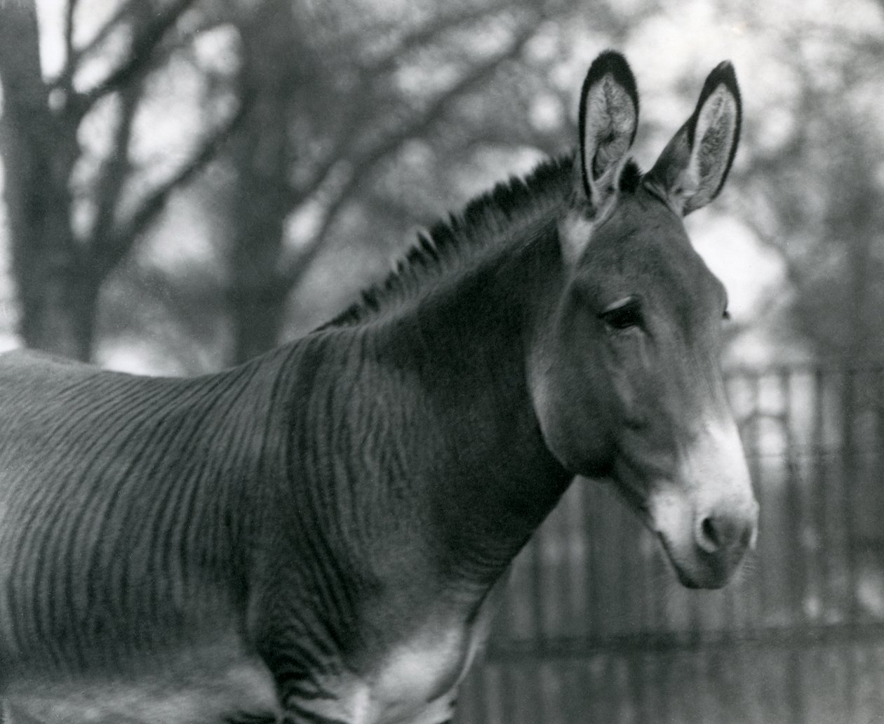 A Hybrid Zebra at London Zoo in July 1924 by Frederick William Bond