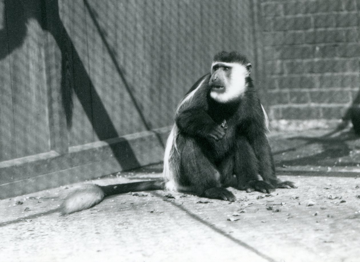 A Kikuyu Black-and-white Colobus Monkey sitting in its enclosure at London Zoo in July 1925 by Frederick William Bond