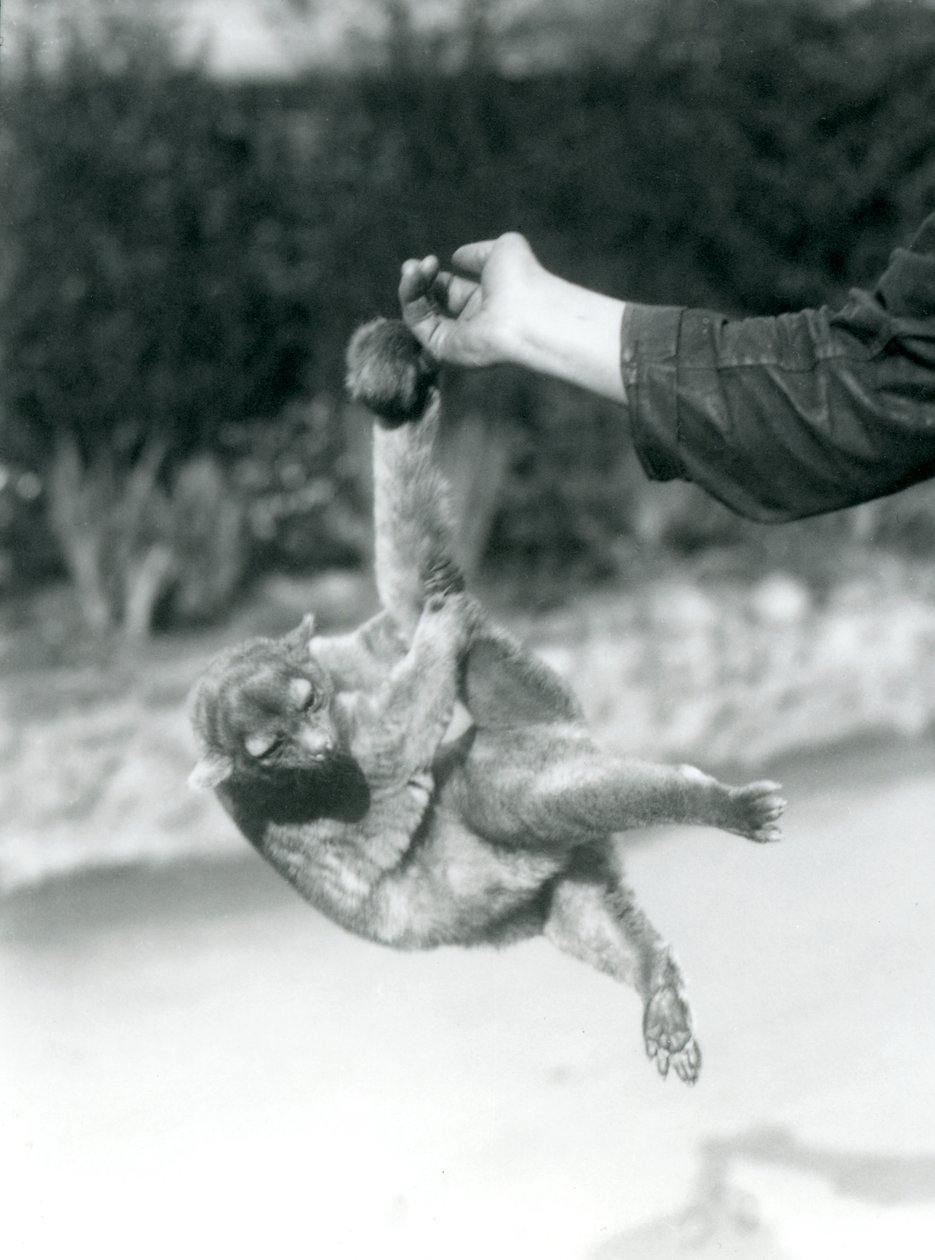 Kinkajou at London Zoo, September 1925 by Frederick William Bond