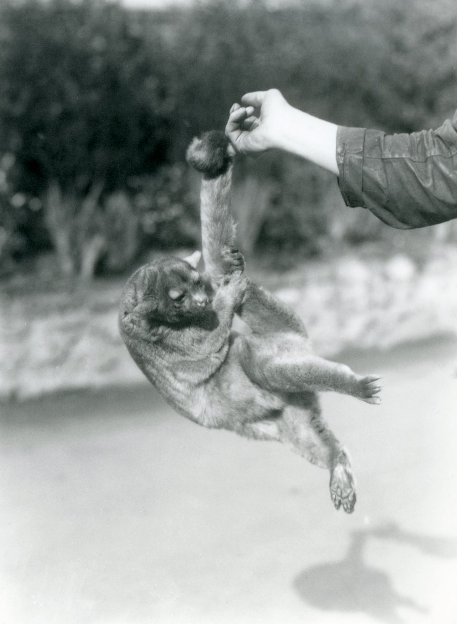 Kinkajou at London Zoo, September 1925 by Frederick William Bond