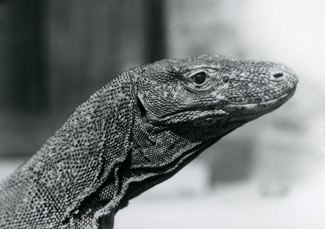 A Komodo Dragon at London Zoo in August 1928 by Frederick William Bond